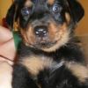 Outstanding Cute Rottweiler Puppies For adoption