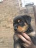 Perfect Family Raised Rottweiler Pup's
