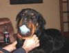 Large Male Puppy Rottweiler