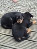 handsome super friendly German Rottweiler puppies