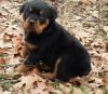 Chunky Rottweiler pups for sale