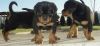 Affectionate Rottweiler puppies For Sale