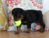 aKC German Rottweiler puppies for sale