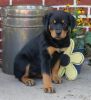 Rottweiler Puppy For Sale