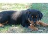 German Rottie Pups Available Now!!!