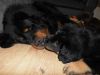 AKC male and female German rottweiler.