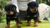 Beautiful Rottweiler puppies available