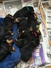 Fantastic Rottweiler puppies for sale