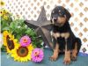 Magnificent Rottweiler for Adoption