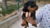 female outstanding rottweiler puppy available