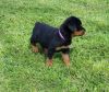 Chunky healthy rottweiler puppys