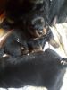 Stunning Rottweiler Puppies for sale