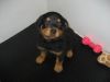 Rottie Puppies for sale