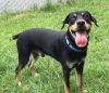 Available for Adoption: Rottweiler/Husky Mix