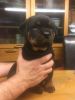 Cute Rottweiler Puppies For Sale