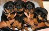 We have male and female affectionate Rottweiler puppies