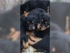 Adorable Rottweiler puppies