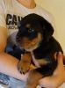 X-Max Rottweiler Puppies For Sale