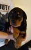X-Max Rottweiler Puppy's For Sale