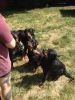 X-Mas Quality Rottweilers For Sale