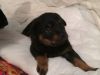 Adorable Rottweiler puppies for Rehoming