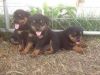 Top Quality Rottweiler Puppies(xxx) xxx-xxx2