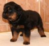 Adorable Rottweiller puppies for your lovely home