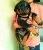 Rottweiler female puppy for sell