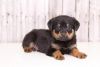 Golg Gold beautiful Rotti pups for awesome homes