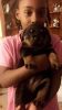 Rottweiler puppies just in time for christmas