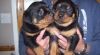 Adorable Rottweller puppies