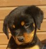 Gorgeous Rottweiler Puppies For Sale