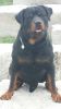 PURE BRED FEMALE GERMAN ROTTWEILER PUPS FOR SALE