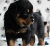 Rottweiler Puppies for sale now
