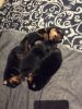 9 Chunky Rottweiler Puppies
