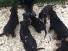 Good looking Rottweiler puppies with all shots for sale