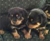Rottweiler Puppies ready for sale