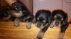 German Rottweiler Puppies for Sale
