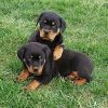 PUREBRED GERMAN ROTTWEILERS FOR SALE