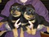 Purebred Rottweiler Puppies for adoption
