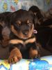 AKC Pure Breed Rottweiler Puppies