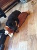 AKC Rottweiler for sale