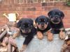 6 adorable Rottweiler puppies