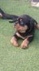 Nice AND ADORABLE MALE AND FEMALE ROTTWEILER FOR SALE