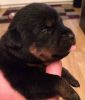 cute male and female Rottweiler puppies ready now