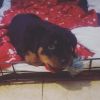 cute male and female rottweiler puppies for sale now