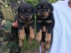 Well Trained Rottweiler Puppies