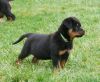 Pure Breed Rottweiler Puppies