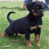 Fabulous Rottweiler puppies ready now.