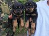 Kc Rottweiler Pup's Both Perants Family Pets